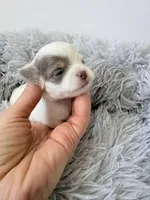 AKC Lilac Boy, a male Chihuahua for sale in Laurel, MS – Photo 2 of 5