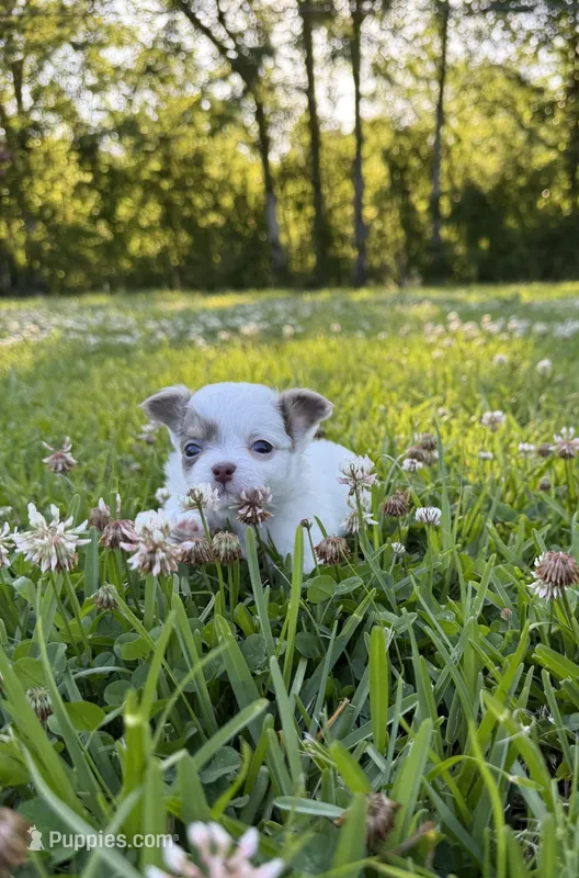 AKC Lilac Boy – Chihuahua puppy for sale in Laurel, MS