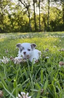 AKC Lilac small, a male Chihuahua for sale in Laurel, MS – 2 of 10