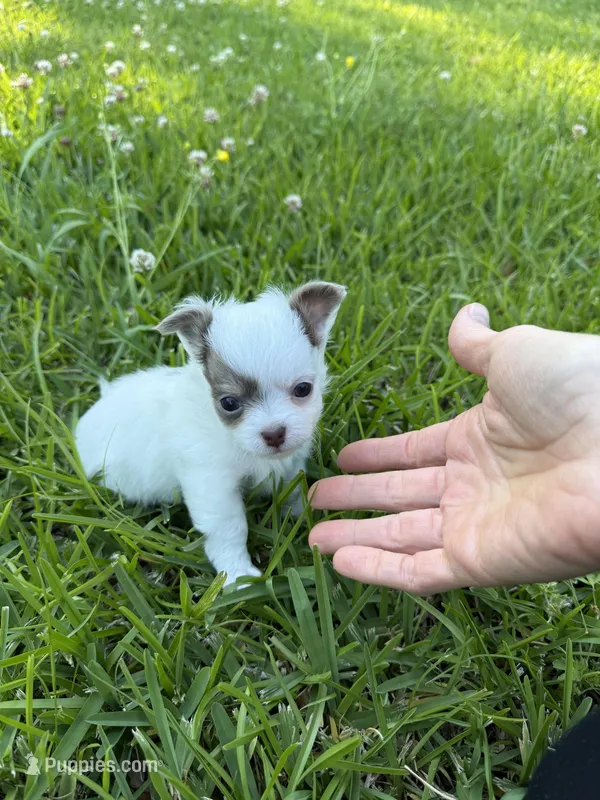 AKC Lilac small – Chihuahua puppy for sale in Laurel, MS