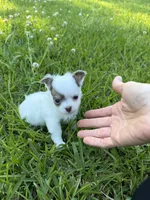 AKC Lilac small, a male Chihuahua for sale in Laurel, MS – 1 of 10