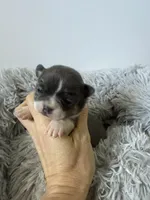 AKC Blue, a female Chihuahua for sale in Laurel, MS – Photo 4 of 6