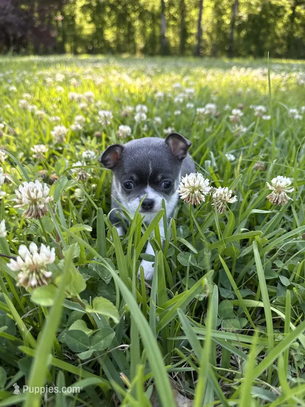 AKC Blue – Chihuahua puppy for sale in Laurel, MS