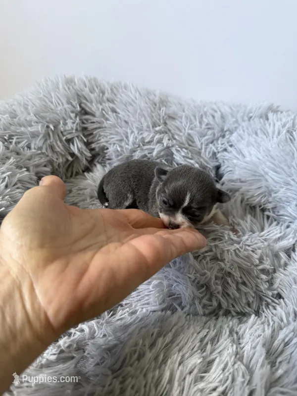 AKC Blue – Chihuahua puppy for sale in Laurel, MS