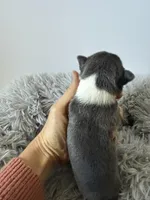 AKC Blue, a female Chihuahua for sale in Laurel, MS – Photo 5 of 6