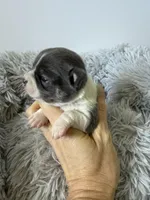 AKC Blue, a female Chihuahua for sale in Laurel, MS – Photo 2 of 6