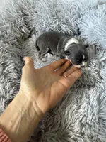 AKC Blue, a female Chihuahua for sale in Laurel, MS – Photo 3 of 6