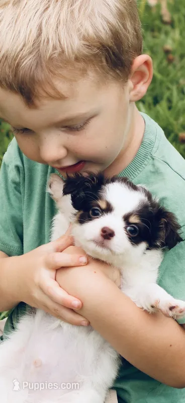 AKC Chocolate Tri – Chihuahua puppy for sale in Laurel, MS