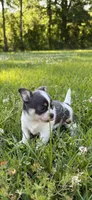 AKC Blue Girl AMELIA , a female Chihuahua for sale in Laurel, MS – Photo 1 of 5