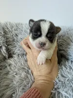 AKC Blue Girl, a female Chihuahua for sale in Laurel, MS – Photo 3 of 6