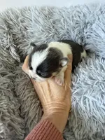 AKC Blue Girl, a female Chihuahua for sale in Laurel, MS – Photo 6 of 6