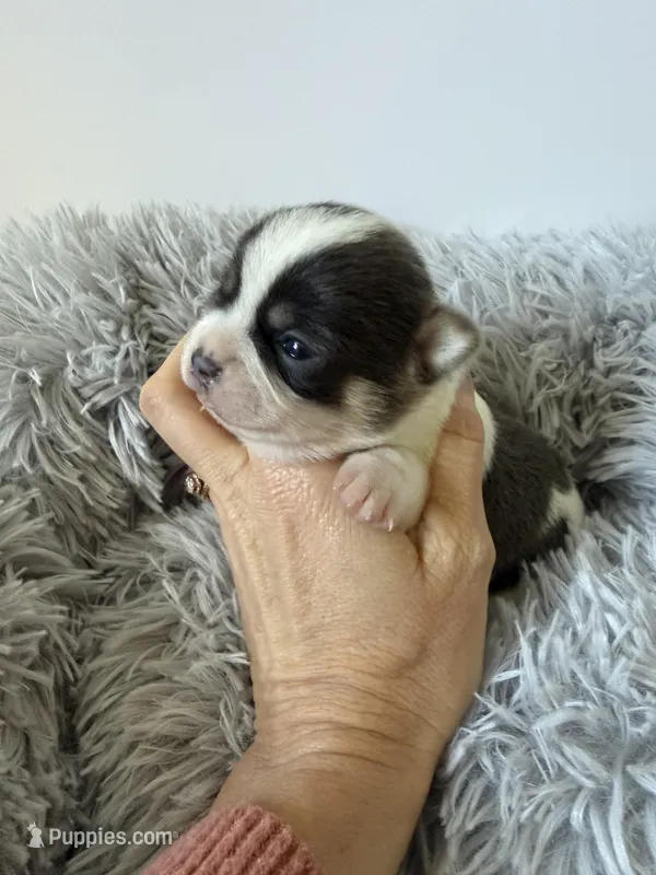 AKC Blue Girl – Chihuahua puppy for sale in Laurel, MS