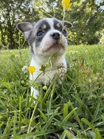 AKC Blue Girl AMELIA , a female Chihuahua for sale in Laurel, MS – Photo 3 of 5