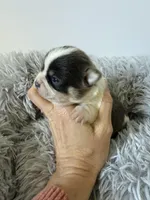 AKC Blue Girl, a female Chihuahua for sale in Laurel, MS – Photo 2 of 6