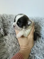 AKC Blue Girl, a female Chihuahua for sale in Laurel, MS – Photo 4 of 6