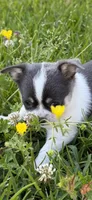 AKC Blue Girl AMELIA , a female Chihuahua for sale in Laurel, MS – Photo 2 of 5