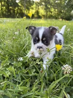 AKC Blue Girl AMELIA , a female Chihuahua for sale in Laurel, MS – Photo 5 of 5