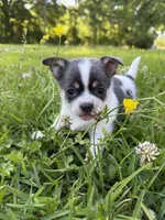 AKC Blue Girl AMELIA , a female Chihuahua for sale in Laurel, MS – Photo 4 of 5