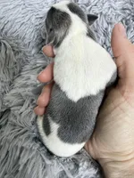 AKC Blue Girl, a female Chihuahua for sale in Laurel, MS – Photo 5 of 6