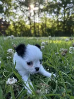 AKC Chase , a male Chihuahua for sale in Laurel, MS – Photo 9 of 9