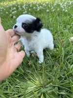 AKC Chase , a male Chihuahua for sale in Laurel, MS – Photo 8 of 9