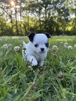 AKC Chase , a male Chihuahua for sale in Laurel, MS – Photo 1 of 9