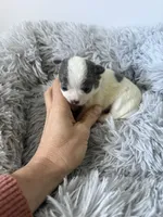 AKC Blue girl, a female Chihuahua for sale in Laurel, MS – Photo 4 of 4