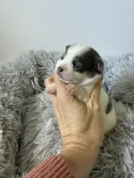 AKC Blue girl, a female Chihuahua for sale in Laurel, MS – Photo 2 of 4