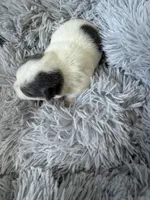 AKC Blue girl, a female Chihuahua for sale in Laurel, MS – Photo 3 of 4