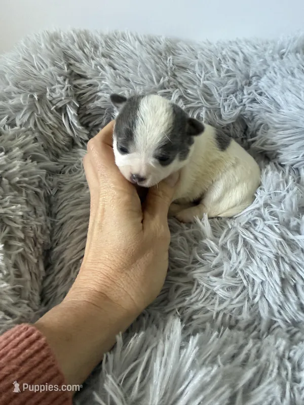 AKC Blue girl – Chihuahua puppy for sale in Laurel, MS