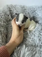 AKC Blue girl, a female Chihuahua for sale in Laurel, MS – Photo 1 of 4