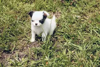 AKC Blue TINY , a male Chihuahua for sale in Laurel, MS – 4 of 8