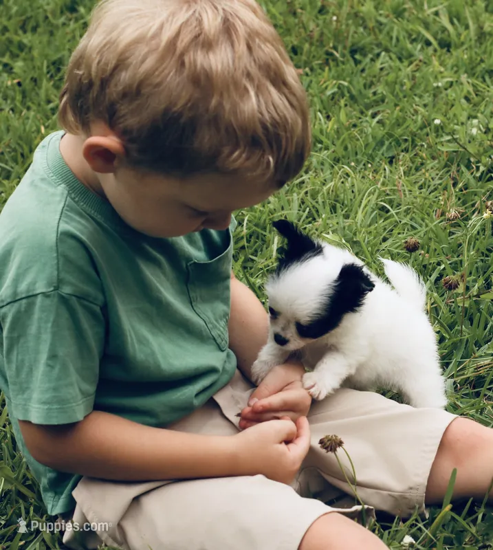 Chase AKC – Chihuahua puppy for sale in Laurel, MS