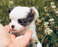 AKC Blue TINY , a male Chihuahua for sale in Laurel, MS – 1 of 8