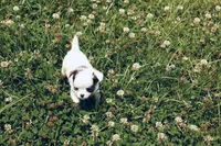 AKC Blue TINY , a male Chihuahua for sale in Laurel, MS – 5 of 8