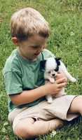 Chase AKC, a male Chihuahua for sale in Laurel, MS – 4 of 10
