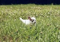 AKC Lilac small, a male Chihuahua for sale in Laurel, MS – 6 of 10