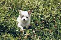 AKC Lilac small, a male Chihuahua for sale in Laurel, MS – 9 of 10