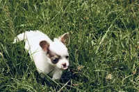 AKC Lilac small, a male Chihuahua for sale in Laurel, MS – 8 of 10