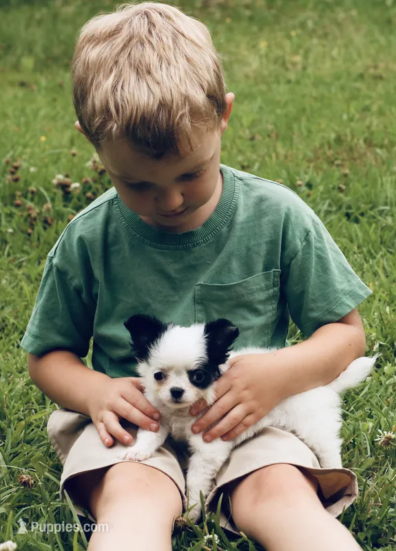 AKC Chase  – Chihuahua puppy for sale in Laurel, MS
