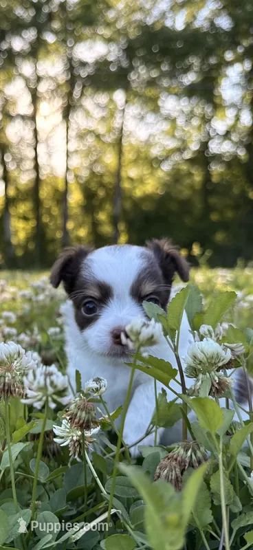 AKC Chocolate Tri – Chihuahua puppy for sale in Laurel, MS
