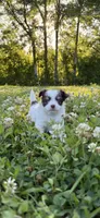 AKC Chocolate Tri, a male Chihuahua for sale in Laurel, MS – Photo 3 of 7