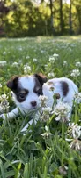 AKC Chocolate Tri, a male Chihuahua for sale in Laurel, MS – Photo 2 of 7