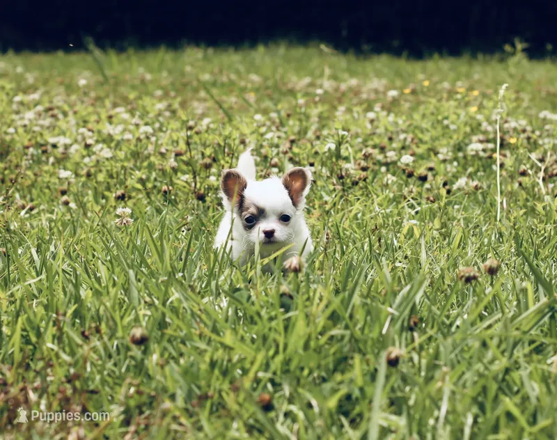 AKC Lilac small, a male Chihuahua for sale in Laurel, MS – 1 of 10