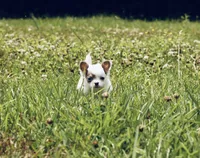 AKC Lilac small, a male Chihuahua for sale in Laurel, MS – 5 of 10