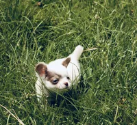 AKC Lilac small, a male Chihuahua for sale in Laurel, MS – 10 of 10