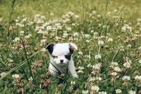 AKC Blue TINY , a male Chihuahua for sale in Laurel, MS – 2 of 8