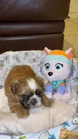 purebred Shih Tzu "Twin A"!, a female Shih Tzu for sale in Antelope, CA – 4 of 9