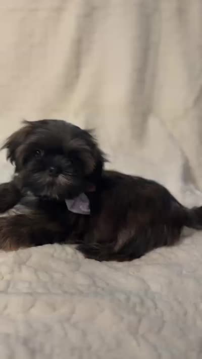 purebred Shih Tzu "little girl"!, a female Shih Tzu for sale in Antelope, CA – 6 of 9