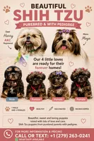 purebred Shih Tzu "little girl"!, a female Shih Tzu for sale in Antelope, CA – 8 of 9